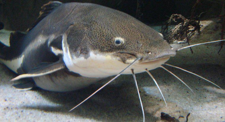 Cá Catfish Wels là gì?
