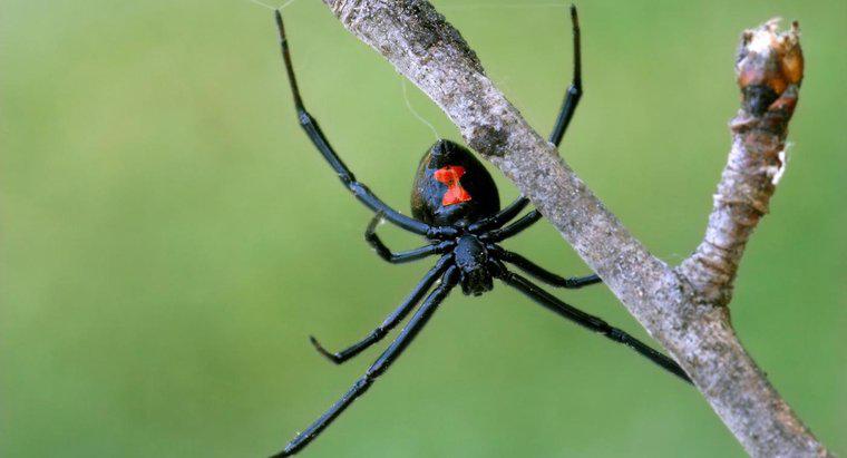 Đặc điểm nhận dạng của nhện góa phụ đen là gì?