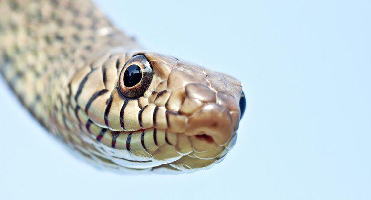 Có bao nhiêu loài rắn trên thế giới?