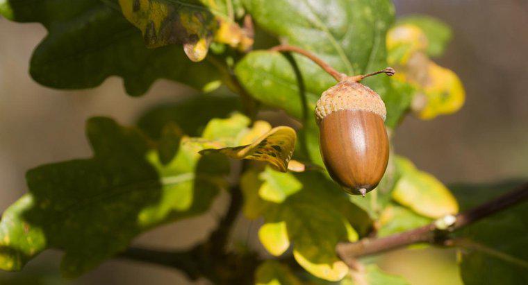 Làm thế nào thường cây sồi tạo ra acorns?