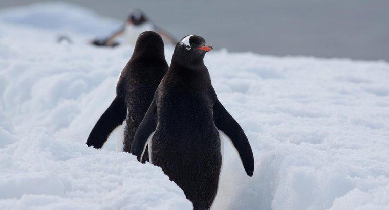 Chim cánh cụt sống ở đâu trong tự nhiên?