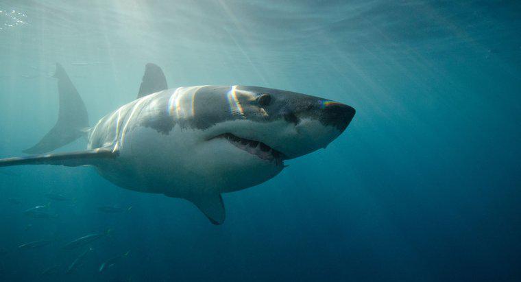 Cá Mập Trắng Lớn Có Thể Bơi Nhanh Như Thế Nào?