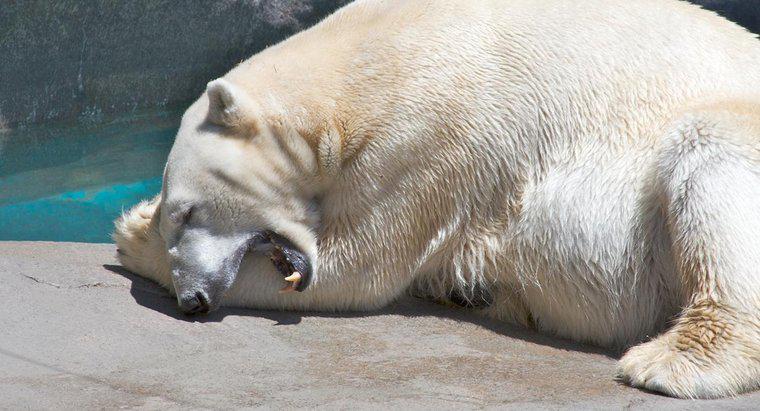 Tại sao gấu Bắc Cực có bàn chân lớn?