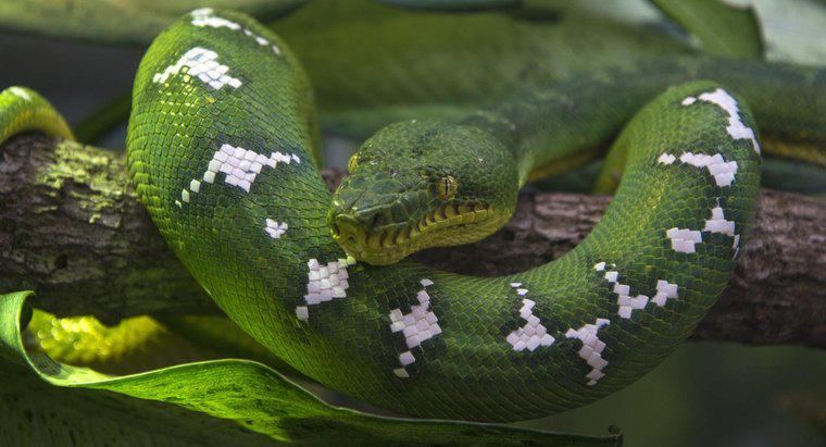 Tên khoa học của một con rắn là gì?