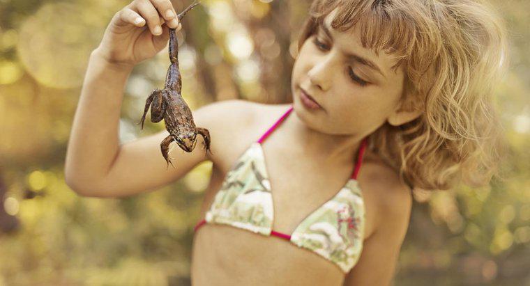 Làm thế nào để biết một con ếch là con trai hay con gái?