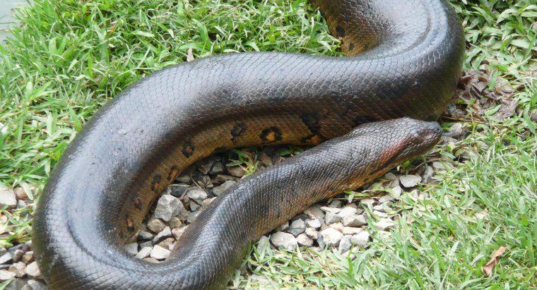 Anacondas di chuyển nhanh như thế nào?