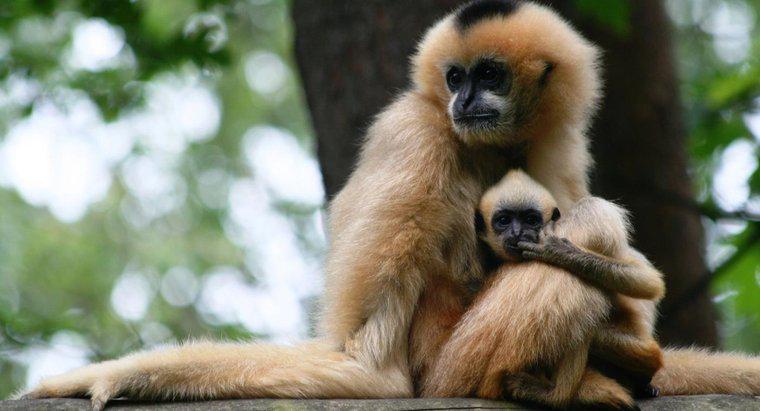 Một con khỉ có thể sinh bao nhiêu con cùng một lúc?