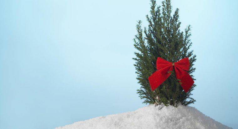 Làm thế nào để bạn treo ruy băng cây thông Noel?