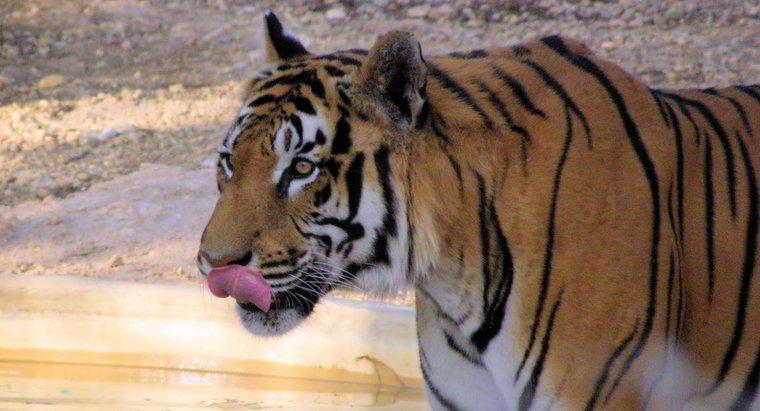 Hổ là Động vật ăn tạp, Động vật ăn thịt hay Động vật ăn cỏ?