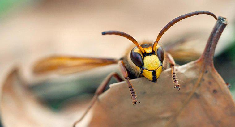 Ong bắp cày sống được bao lâu?