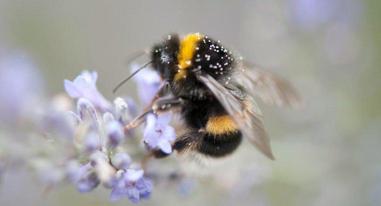 Tuổi thọ của một con ong vò vẽ là gì?