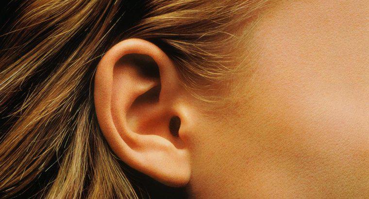 Chức năng của Ốc tai là gì?