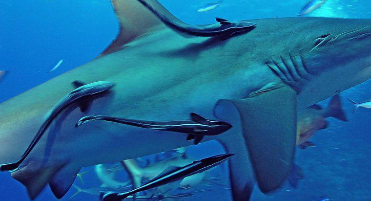 Sự cộng sinh giữa Remoras và cá mập là gì?