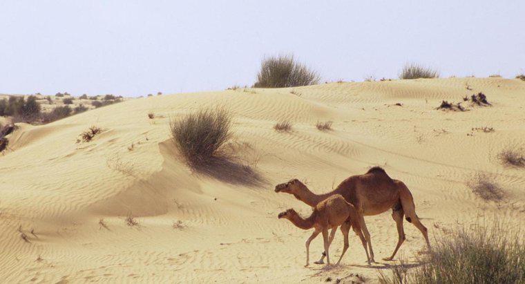 Lạc đà đã thích nghi với cuộc sống ở sa mạc cát như thế nào?