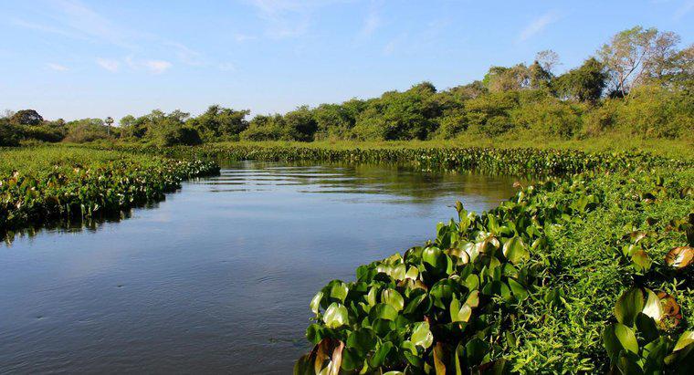 Sông Amazon nằm ở lục địa nào?