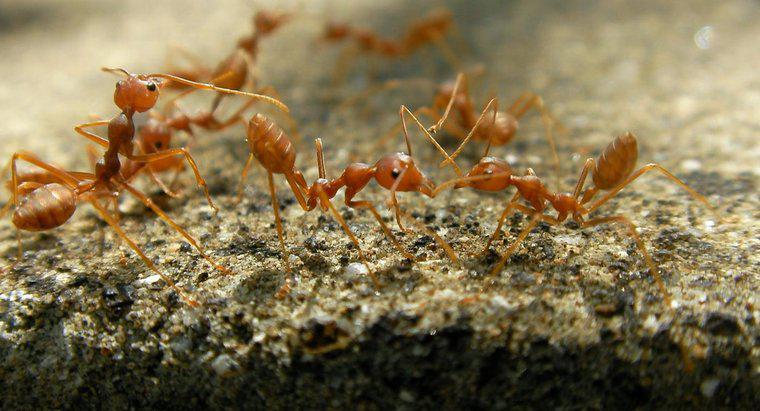 Cách điều trị hiệu quả nhất đối với vết cắn của kiến ​​lửa là gì?