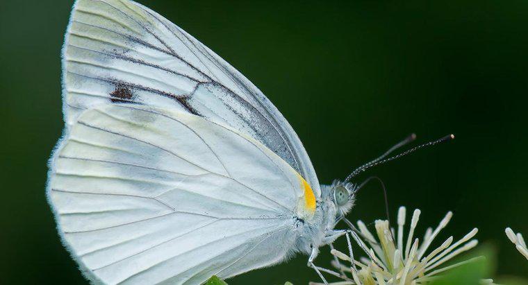 Con bướm trắng tượng trưng cho điều gì?