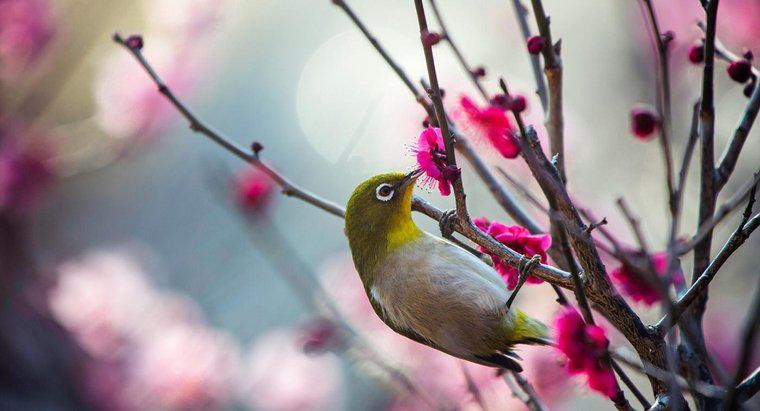 Bạn có thể xác định một con chim dựa trên âm thanh của nó?