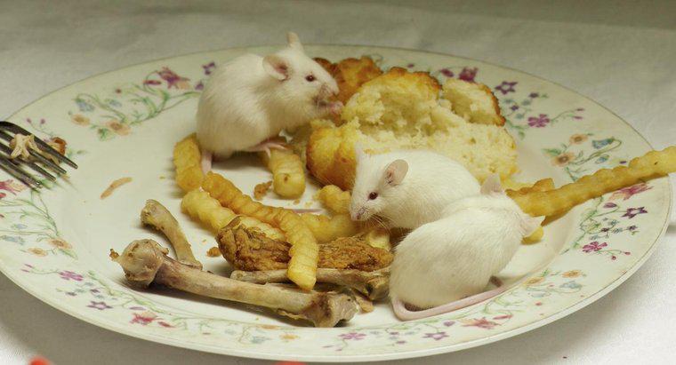 Có bao nhiêu em bé làm chuột cùng một lúc?
