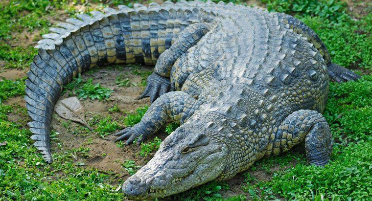 Làm thế nào để một con cá sấu tự bảo vệ mình?