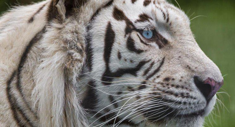 Web thức ăn của hổ trắng là gì?