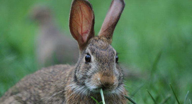 Thỏ Cottontail ăn gì?