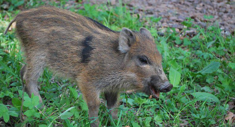 Lợn rừng ăn gì?
