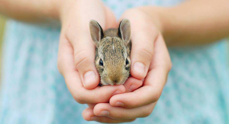 Một số sự kiện về thỏ phù hợp với trẻ em là gì?