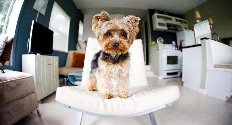 Một số loại chó cỡ vừa tốt cho căn hộ là gì?