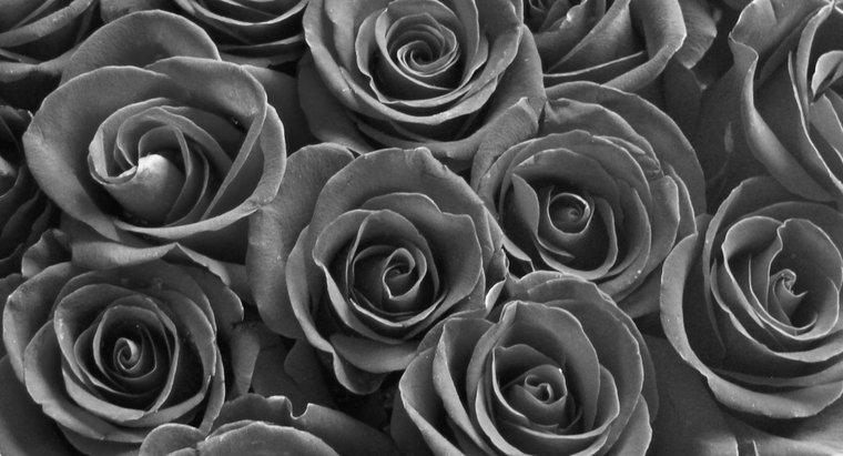 Hoa hồng đen được tạo ra như thế nào?
