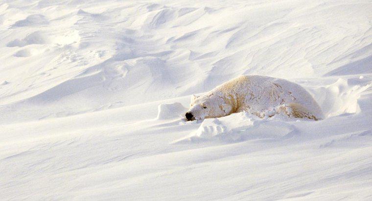 Gấu Bắc Cực ngủ ở đâu?