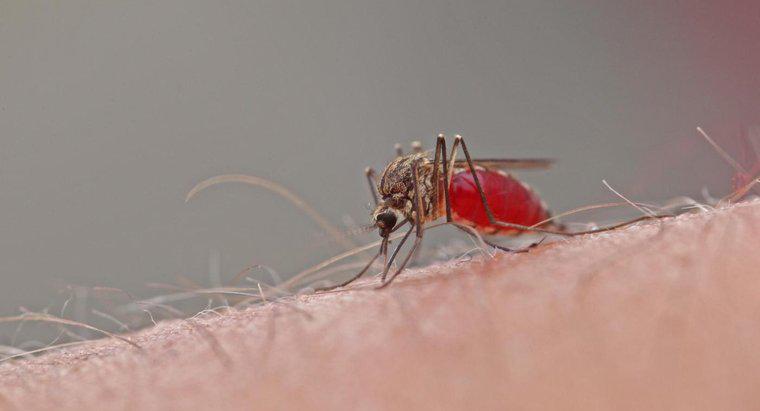 Vết cắn của Muỗi kéo dài bao lâu?