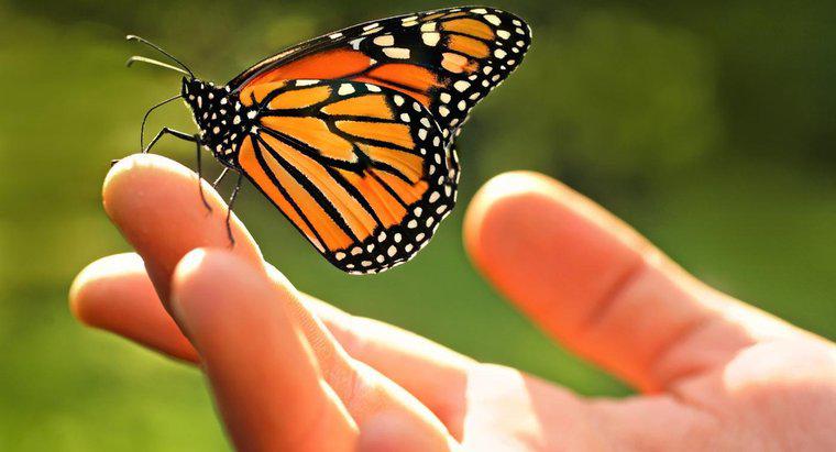 Một số thông tin về bướm Monarch là gì?