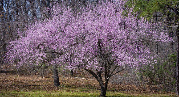 Tại sao cây Dogwood lại có mùi?