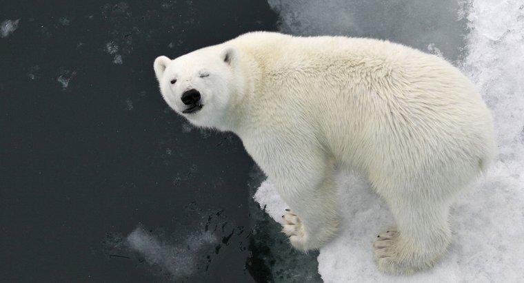 Gấu Bắc Cực không ăn chim cánh cụt V3 là gì?