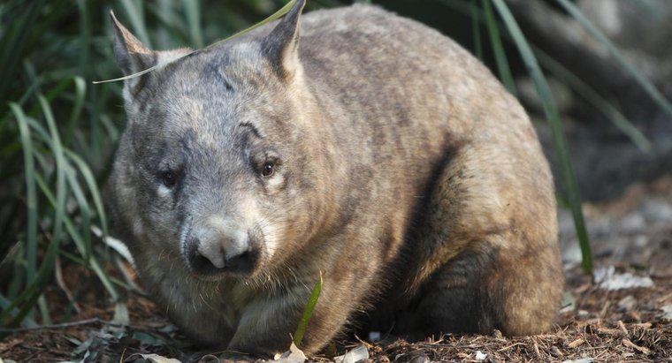 Wombats ăn gì?