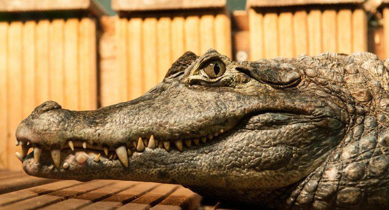 Sự thích nghi của một con cá sấu là gì?