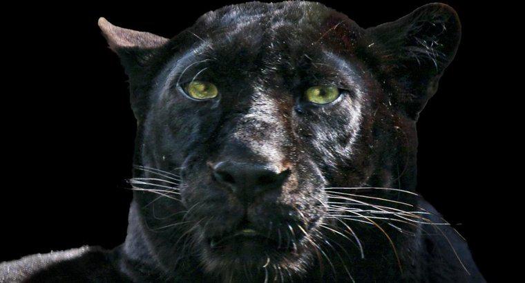 Black Panther tự bảo vệ mình như thế nào?