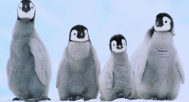 Chim cánh cụt con được gọi là gì?