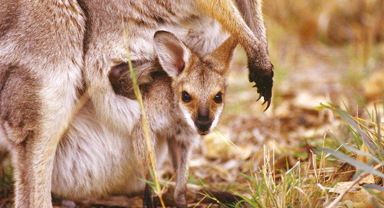 Túi Kangaroo được gọi là gì?