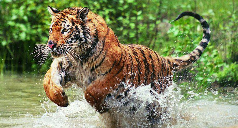 Tại sao hổ Bengal lại nguy cấp?