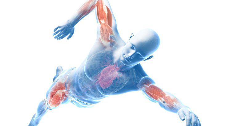 Các cơ đường viền chính của cơ thể là gì?