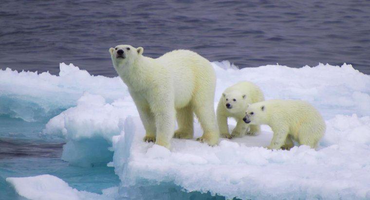 Gấu Bắc Cực có trắng quanh năm không?
