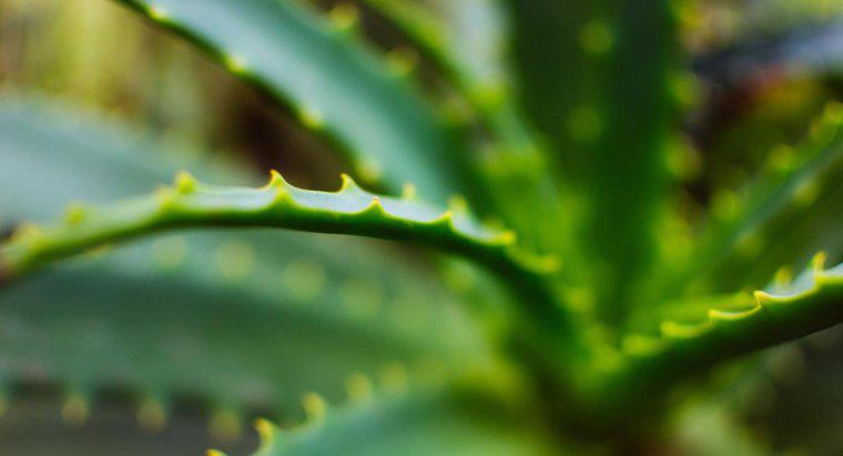 Aloe Vera có thể được áp dụng trên mụn nhọt?