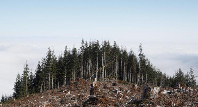 Nguyên nhân nào để phá rừng?