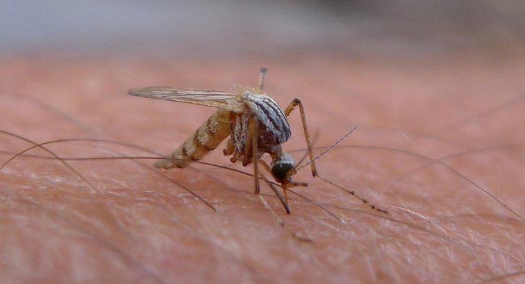 Muỗi sống trong nhà bao lâu?