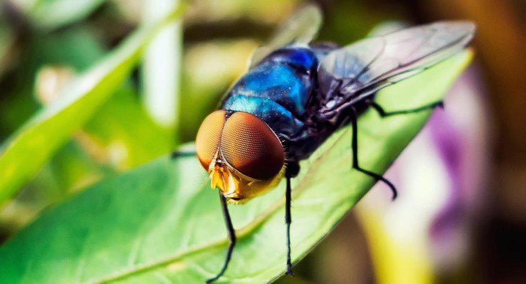 Một con ruồi có bao nhiêu mắt?