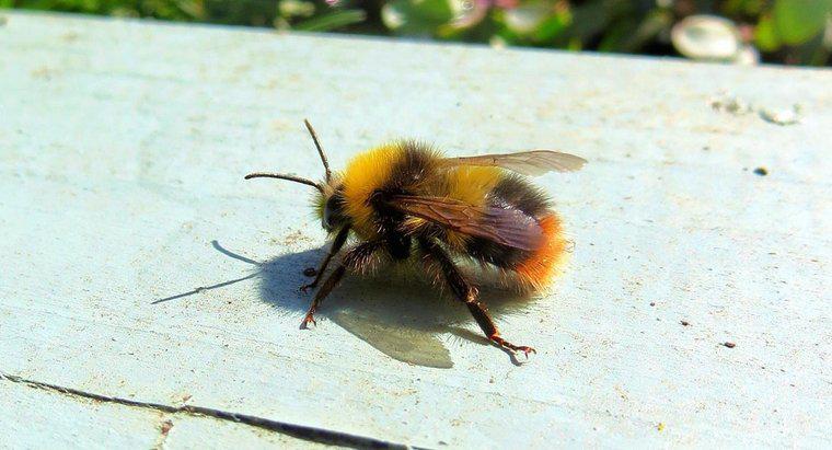 Một con ong có bao nhiêu chân?