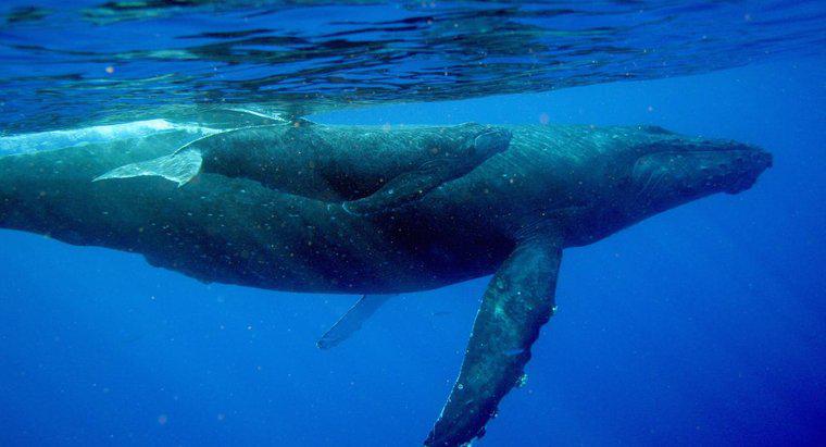 Làm thế nào để cá voi con uống sữa từ mẹ của chúng?