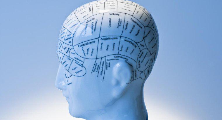 Phrenology đã làm nổi bật những chức năng giả định nào?